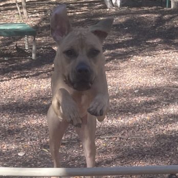Lady Bird Johnson Park - Dog jumping - Hiking Near Me - San Antonio, Texas