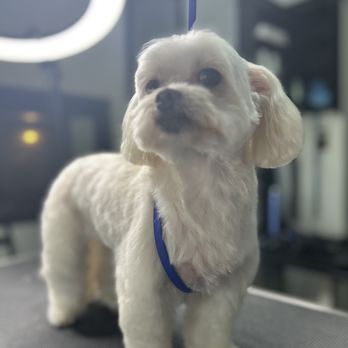 Artistic Pet Salon - 2 cuts size on her body - Pet Groomers Near Me - Fresno, California Artistic Pet Salon - 2 cuts size on her body - Pet Groomers Near Me - Fresno, California