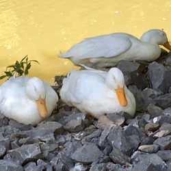 Duck pond