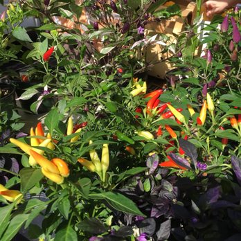 Riverfront Farmers Market - Pepper plants - Farmers Market Near Me - Wilmington, North Carolina Riverfront Farmers Market - Pepper plants - Farmers Market Near Me - Wilmington, North Carolina