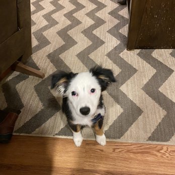 The Pet Store - Mini Australian Shepard - Pet Stores Near Me - Chambersburg, Pennsylvania