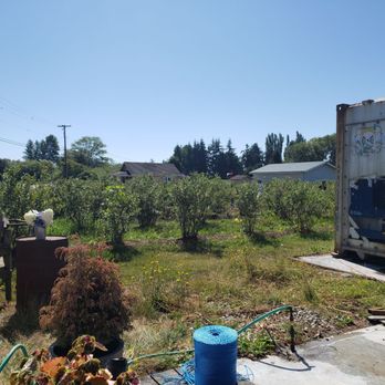 Bow Hill Blueberries - PYO - Fruits & Veggies Near Me - Bow, Washington