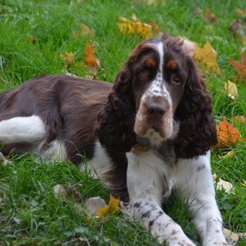 Bird dog hill - Annie - Pet Breeders Near Me Bird dog hill - Annie - Pet Breeders Near Me