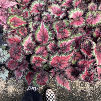 Hewitt Garden & Design Center - Nurseries & Gardening Near Me - Franklin, Tennessee