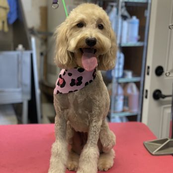 Lindsey’s Pet Grooming - Pet Groomers Near Me Lindsey’s Pet Grooming - Pet Groomers Near Me