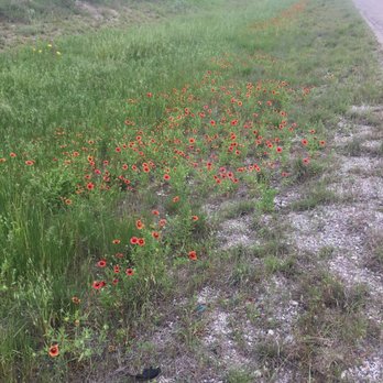 Highway 377 - Wild flowers from the road side on highway 377.  Row of Indian Blanket flowers. - Public Transportation Near Me - Dublin, Texas