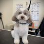 Photo of Groom & Grow Pet Salon