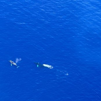 Maui Plane Rides - Whales!!! - Flight Instruction Near Me - Kahului, Hawaii Maui Plane Rides - Whales!!! - Flight Instruction Near Me - Kahului, Hawaii