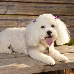 Andante Endodontic Specialists - Petra, animal-assisted therapy dog.