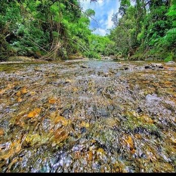 El Yunque Rainforest - Hiking Near Me - Luquillo, Puerto Rico