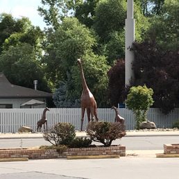 Giraffes across the street. Giraffes across the street.