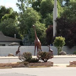 Miner Street 76 - Giraffes across the street.
