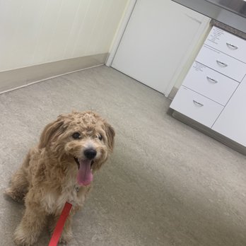 Vca Cottage Animal Hospital 13 Photos 71 Reviews
