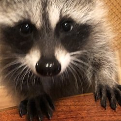 Kendallville Animal Clinic - This is another rescue Dr. Taylor helped me with!