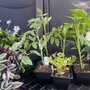 Photo of Davison's Greenhouse