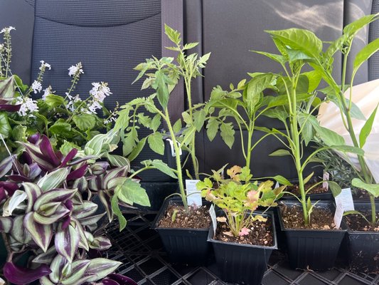 Pam's Plants, 211 S Ellison Ave, Oklahoma City, OK 73108, US