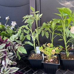Davison's Greenhouse
