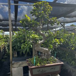 Elemental Nursery - Large beautiful bonsai