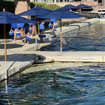 Dolphin Quest - Tours Near Me - Waikoloa, Hawaii