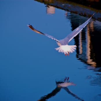 Roslyn Whitney, MS - Be your most magnificent self, free of fear! Learn how to live your life fully, gliding into every landing, gracefully. - Counseling & Mental Health Near Me - San Francisco, California Roslyn Whitney, MS - Be your most magnificent self, free of fear! Learn how to live your life fully, gliding into every landing, gracefully. - Counseling & Mental Health Near Me - San Francisco, California