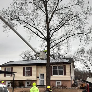 Felix Tree Service - Tree Services Near Me Felix Tree Service - Tree Services Near Me