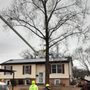 Photo of Felix Tree Service