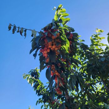 Alpine Blue Farms - Pick Your Own Farms Near Me - Stockton, California Alpine Blue Farms - Pick Your Own Farms Near Me - Stockton, California