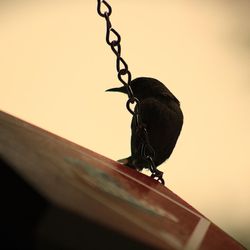 BerkArt Designs - First mama to bold a nest
