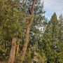 Photo of Pilchuck Tree Service