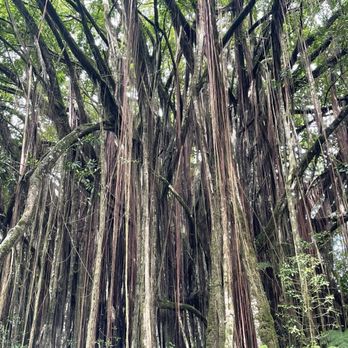 Akaka Falls State Park - Parks Near Me - Honomu, Hawaii Akaka Falls State Park - Parks Near Me - Honomu, Hawaii