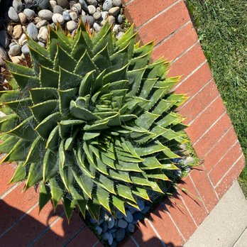 Holy Cross Catholic Cemetery - Aloe polyphylla up by the office! - Funeral Services & Cemeteries Near Me - Colma, California Holy Cross Catholic Cemetery - Aloe polyphylla up by the office! - Funeral Services & Cemeteries Near Me - Colma, California