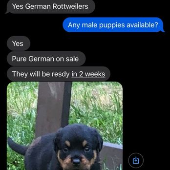 Jasperranch Rottweilers - Conversation - Pet Breeders Near Me - Astoria, New York