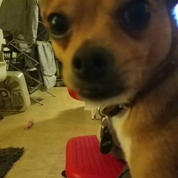 HustlePups NYC - Freenie!! @freeniethedog - Dog Walkers Near Me HustlePups NYC - Freenie!! @freeniethedog - Dog Walkers Near Me