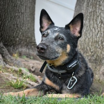 Crimson Dog Ranch - June. - Pet Training Near Me Crimson Dog Ranch - June. - Pet Training Near Me
