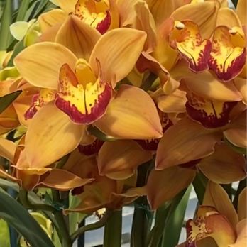 The Flower Fields - Later March visit had ver few orchids to see. - Venues & Event Spaces Near Me - Carlsbad, California The Flower Fields - Later March visit had ver few orchids to see. - Venues & Event Spaces Near Me - Carlsbad, California