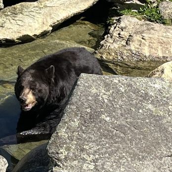 Mile High Swinging Bridge - Meet one of the Bears - Landmarks & Historical Buildings Near Me Mile High Swinging Bridge - Meet one of the Bears - Landmarks & Historical Buildings Near Me
