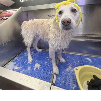 Le Pet SOCHIC - Pet Groomers Near Me Le Pet SOCHIC - Pet Groomers Near Me