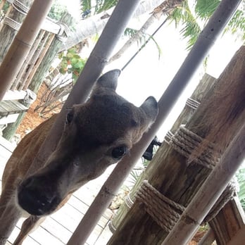 The Dining Room - Key deer at lunch - Seafood Near Me - Little Torch Key, Florida