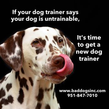 BADDogs - All dogs are trainable, no matter what breed or age! - Pet Training Near Me - Corona, California