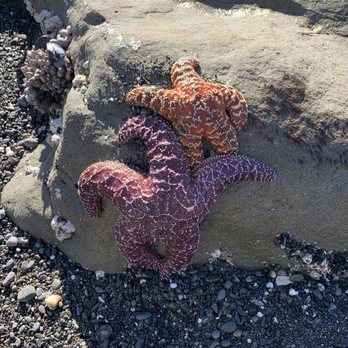 Ruby Beach - Star fish in tide pool area - Beaches Near Me Ruby Beach - Star fish in tide pool area - Beaches Near Me