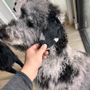 Wag'N Bone Dog Grooming & Day Care - The Village Dallas - Pet Groomers Near Me - Dallas, Texas
