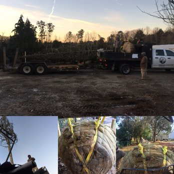 Core Scapes - Large tree planting - Landscaping Near Me Core Scapes - Large tree planting - Landscaping Near Me