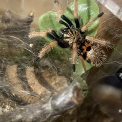 House of Webs - Green Bottle Blue tarantula - bred in-house