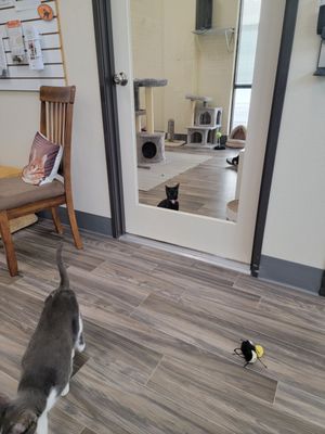 Rescued Treasures Cat Cafe by PALnv by null