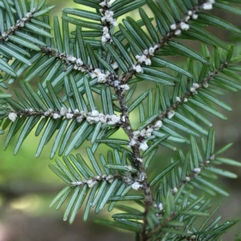 Cutting Edge Grounds Keeping - Hemlock woolly Adelgid - Tree Services Near Me - Millersville, Pennsylvania Cutting Edge Grounds Keeping - Hemlock woolly Adelgid - Tree Services Near Me - Millersville, Pennsylvania
