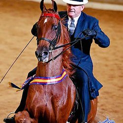 Jon Walker Stables & Riding Academy