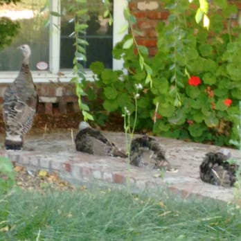 Ramirez Farm - Mama turkey vulture and 3 chicks occupying Guardino house - Farmers Market Near Me - Union City, California Ramirez Farm - Mama turkey vulture and 3 chicks occupying Guardino house - Farmers Market Near Me - Union City, California