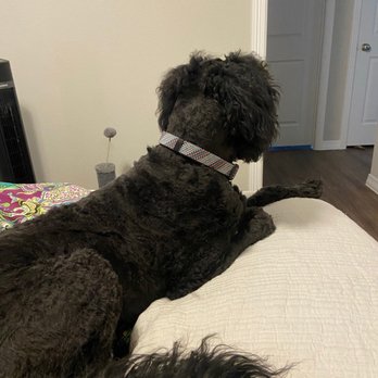 Angelic Pet Services - Pet Groomers Near Me - Burleson, Texas Angelic Pet Services - Pet Groomers Near Me - Burleson, Texas