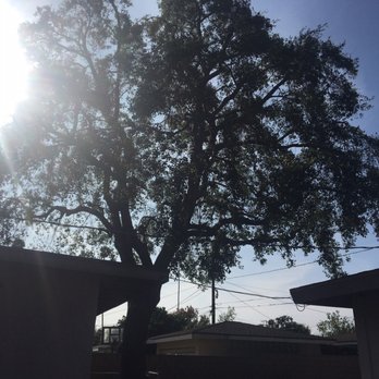 A & J Tree Service - Oak all trimmed and thinned out - Tree Services Near Me - Pomona, California A & J Tree Service - Oak all trimmed and thinned out - Tree Services Near Me - Pomona, California