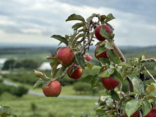 Catoctin Mountain Orchard by null